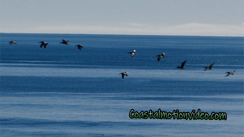 Pelicans flying off the California coast